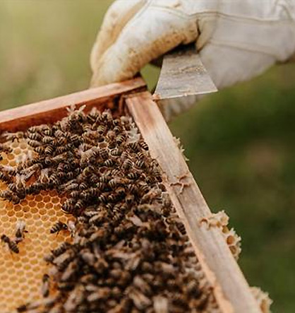apiculture ; ruche ; abeille ; miel